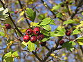 Crataegus monogyna 3.jpg