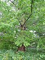 Dawn Redwood Metasequoia glyptostroboides Tree 2448px.jpg
