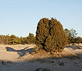 Juniperus communis in Yyteri 2.jpg