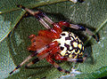 Marbled orbweaver fem 6.jpg