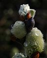 Salix-lanata-catkins.JPG
