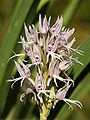 Orchis italica (flower spike).jpg