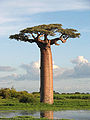 Adansonia grandidieri04.jpg