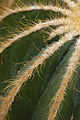 Ball Cactus Parodia magnifica Closeup 2000px.JPG