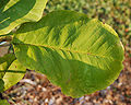 Bigleaf Magnolia Magnolia macrophylla Leaf 2500px.jpg