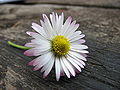 Pink twinged daisy on table.jpg