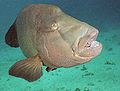 Cheilinus undulatus by Jacek Madejski.jpg