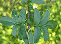 Cutleaf Lilac Syringa laciniata Leaves 3264px.jpg