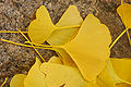 Ginkgo Tree Ginkgo biloba Leaves Rock 3008px.jpg