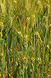 Unidentified Grain Head Closeup 2000px.jpg
