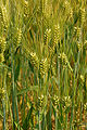 Hordeum vulgare in Lancaster, PA-002.jpg