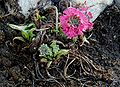 Primula-denticulata-red.JPG