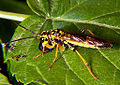 Sawfly 003.jpg