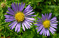 Unidentified Purple and Yellow Flowers 2300px.jpg
