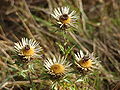 (Carlina vulgaris)Aug2009.jpg