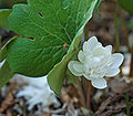 Bloodroot Sanguinaria canadensis Flower 2058px.jpg