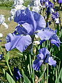 Iris pacific panorama.jpg