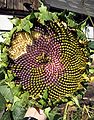 Pflanze-Sonnenblume1-Asio.JPG