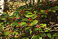 American Holly Ilex opaca Branch 3008px.jpg