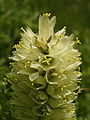 Campanula thyrsoides (flower spike).jpg