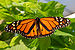 Monarch Butterfly Showy Male 3000px.jpg