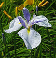 Unidentified Iris Chanticleer Light Blue 2197px.jpg