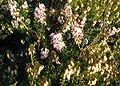 Erica-carnea-winter.JPG