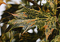 False Holly Osmanthus heterophyllus 'Goshiki' Leaf 1518px.jpg