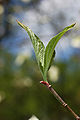 Flowering Dogwood Cornus florida Leaf 2000px.jpg