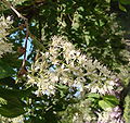 Prunus maackiiabr.jpg