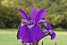 Siberian Iris Iris sibirica Flower Petal Closeup 3008px.jpg