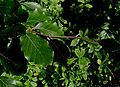 Fagus-sylvatica-DK.JPG