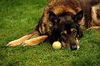 German shepherd wanting to play.JPG