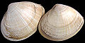 Mactra corallina 2.jpg