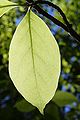 Magnolia x soulangeana Rogów.JPG