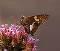 Silver-spotted Skipper Epargyreus clarus Feeding 2116px.jpg