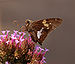 Silver-spotted Skipper Epargyreus clarus Feeding 2116px.jpg