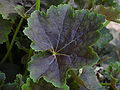 American Alumroot Heuchera americana 'Garnet' Leaf 3264px.JPG