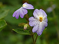 Browallia americana Flowers Closeup 1350px.jpg