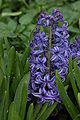 Garden Hyacinth Hyacinthus orientalis 'Blue Jacket' Flower 2000px.jpg