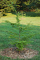 Golden-Larch Pseudolarix kaempferi Tree 2000px.jpg