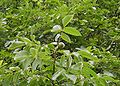 Juglans-regia-fruit.JPG