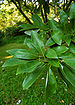 Sweetbay Magnolia Magnolia virginiana Leaves 2000px.jpg