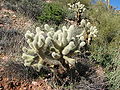 Teddy Bear cholla.jpg
