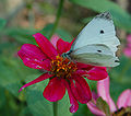 Cabbage White Butterfly Pieris rapae Flower 1700px.jpg