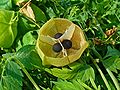 Cardiospermum halicacabum 08.jpg