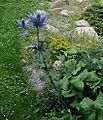 Eryngium-alpinum.JPG