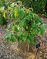 Flowering Dogwood Cornus florida 'Appalacian Spring' Sapling 2000px.JPG