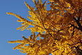 Ginkgo Tree Ginkgo biloba Autumn Leaves Horizontal 3008px.jpg