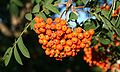 American Ash (Sorbus americana) Fruit (12786)-Relic38.JPG